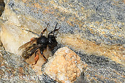 C384339: Alpenrosen-Lockensandbiene (Andrena rogenhoferi)