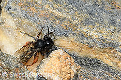 C384340: Alpenrosen-Lockensandbiene (Andrena rogenhoferi)