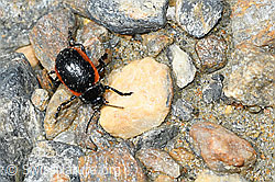 Rotsaum-Blattkäfer (Chrysolina sanguinolenta) (C384343) Rotsaum-Blattkäfer (Chrysolina sanguinolenta) (C384343)