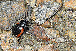 Rotsaum-Blattkäfer (Chrysolina sanguinolenta) (C384345) Rotsaum-Blattkäfer (Chrysolina sanguinolenta) (C384345)