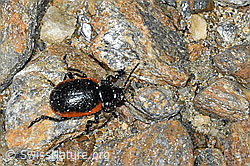 Rotsaum-Blattkäfer (Chrysolina sanguinolenta) (C384346) Rotsaum-Blattkäfer (Chrysolina sanguinolenta) (C384346)