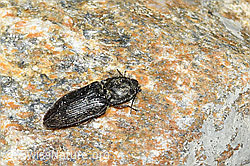C384349: Seidenhaariger Schnellkäfer (Prosternon tessellatum)