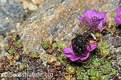 Alpenrosen-Lockensandbiene (Andrena rogenhoferi) auf Gegenblättrigem Steinbrech (Saxifraga oppositifolia) (C384361) Alpenrosen-Lockensandbiene (Andrena rogenhoferi) auf Gegenblättrigem Steinbrech (Saxifraga oppositifolia) (C384361)