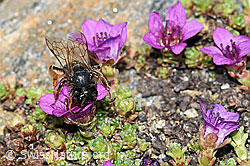 Alpenrosen-Lockensandbiene (Andrena rogenhoferi) auf Gegenblättrigem Steinbrech (Saxifraga oppositifolia) (C384362) Alpenrosen-Lockensandbiene (Andrena rogenhoferi) auf Gegenblättrigem Steinbrech (Saxifraga oppositifolia) (C384362)