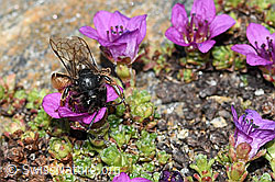 Alpenrosen-Lockensandbiene (Andrena rogenhoferi) auf Gegenblättrigem Steinbrech (Saxifraga oppositifolia) (C384364) Alpenrosen-Lockensandbiene (Andrena rogenhoferi) auf Gegenblättrigem Steinbrech (Saxifraga oppositifolia) (C384364)