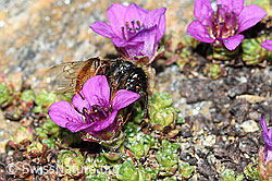 Alpenrosen-Lockensandbiene (Andrena rogenhoferi) auf Gegenblättrigem Steinbrech (Saxifraga oppositifolia) (C384366) Alpenrosen-Lockensandbiene (Andrena rogenhoferi) auf Gegenblättrigem Steinbrech (Saxifraga oppositifolia) (C384366)