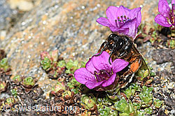 Alpenrosen-Lockensandbiene (Andrena rogenhoferi) auf Gegenblättrigem Steinbrech (Saxifraga oppositifolia) (C384367) Alpenrosen-Lockensandbiene (Andrena rogenhoferi) auf Gegenblättrigem Steinbrech (Saxifraga oppositifolia) (C384367)