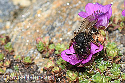 Alpenrosen-Lockensandbiene (Andrena rogenhoferi) auf Gegenblättrigem Steinbrech (Saxifraga oppositifolia) (C384368) Alpenrosen-Lockensandbiene (Andrena rogenhoferi) auf Gegenblättrigem Steinbrech (Saxifraga oppositifolia) (C384368)