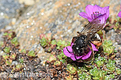 Alpenrosen-Lockensandbiene (Andrena rogenhoferi) auf Gegenblättrigem Steinbrech (Saxifraga oppositifolia) (C384369) Alpenrosen-Lockensandbiene (Andrena rogenhoferi) auf Gegenblättrigem Steinbrech (Saxifraga oppositifolia) (C384369)
