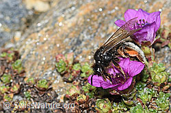 Alpenrosen-Lockensandbiene (Andrena rogenhoferi) auf Gegenblättrigem Steinbrech (Saxifraga oppositifolia) (C384370) Alpenrosen-Lockensandbiene (Andrena rogenhoferi) auf Gegenblättrigem Steinbrech (Saxifraga oppositifolia) (C384370)