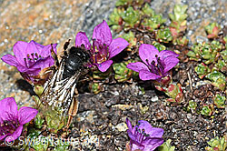 Alpenrosen-Lockensandbiene (Andrena rogenhoferi) auf Gegenblättrigem Steinbrech (Saxifraga oppositifolia) (C384372) Alpenrosen-Lockensandbiene (Andrena rogenhoferi) auf Gegenblättrigem Steinbrech (Saxifraga oppositifolia) (C384372)