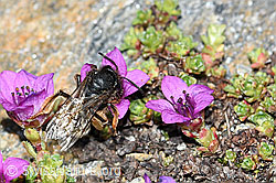 Alpenrosen-Lockensandbiene (Andrena rogenhoferi) auf Gegenblättrigem Steinbrech (Saxifraga oppositifolia) (C384374) Alpenrosen-Lockensandbiene (Andrena rogenhoferi) auf Gegenblättrigem Steinbrech (Saxifraga oppositifolia) (C384374)