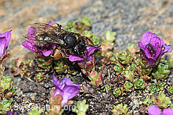 Gegenblättriger Steinbrech (Saxifraga oppositifolia)