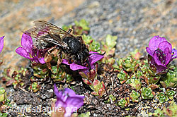Alpenrosen-Lockensandbiene (Andrena rogenhoferi) auf Gegenblättrigem Steinbrech (Saxifraga oppositifolia) (C384376) Alpenrosen-Lockensandbiene (Andrena rogenhoferi) auf Gegenblättrigem Steinbrech (Saxifraga oppositifolia) (C384376)