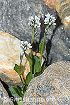 Bläuliche Gänsekresse (Arabis caerulea) (C384399) Bläuliche Gänsekresse (Arabis caerulea) (C384399)