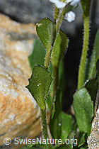 Bläuliche Gänsekresse (Arabis caerulea) (C384400) Bläuliche Gänsekresse (Arabis caerulea) (C384400)