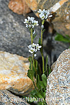 Bläuliche Gänsekresse (Arabis caerulea) (C384401) Bläuliche Gänsekresse (Arabis caerulea) (C384401)
