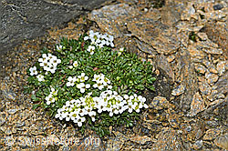 C384403: Kurzstängelige Gämskresse (Pritzelago alpina ssp. brevicaulis)