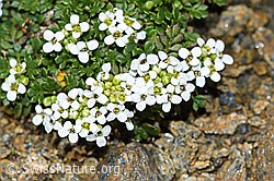 C384405: Kurzstängelige Gämskresse (Pritzelago alpina ssp. brevicaulis)