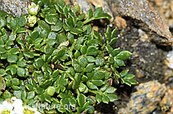 C384406: Kurzstängelige Gämskresse (Pritzelago alpina ssp. brevicaulis)
