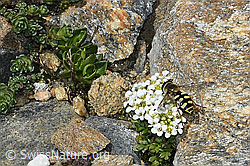 C384409: Gemeine Feldschwebfliege (Eupeodes corollae) auf Kurzstängeliger Gämskresse (Pritzelago alpina ssp. brevicaulis)
