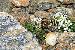 C384410: Gemeine Feldschwebfliege (Eupeodes corollae) auf Kurzstängeliger Gämskresse (Pritzelago alpina ssp. brevicaulis)