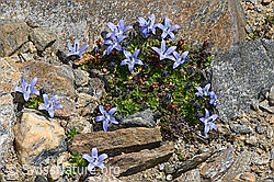 C384429: Mont Cenis-Glockenblume (Campanula cenisia)
