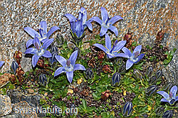 C384430: Mont Cenis-Glockenblume (Campanula cenisia)