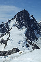 DIA92144: Finsteraarhorn und Studerhorn von Osten