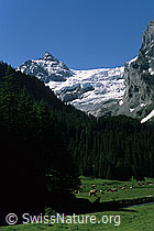 DIA99155: Rosenlauigletscher
