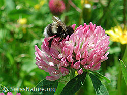 Hummel auf Wiesenklee (DSCN0405)