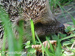 Braunbrustigel (Erinaceus europaeus) (30.11.1999, DSCN0566)