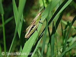 Grosse Goldschrecke (Chrysochraon dispar) (DSCN0657) Grosse Goldschrecke (Chrysochraon dispar) (DSCN0657)
