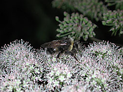 DSCN0968: Hummel auf Kerbel