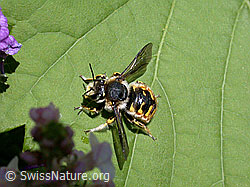 Grosse Wollbiene (Anthidium manicatum) (DSCN1764) Grosse Wollbiene (Anthidium manicatum) (DSCN1764)