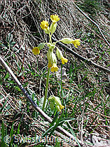 Photo: Wiesenschlüsselblume