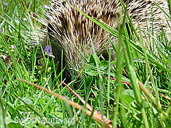Braunbrustigel (Erinaceus europaeus) (DSCN2992) Braunbrustigel (Erinaceus europaeus) (DSCN2992)