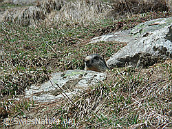 Photo: Murmeltier.