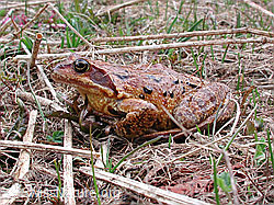Photo: Grasfrosch (Rana temporaria)
