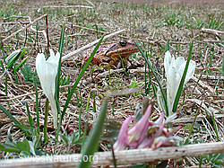 Photo: Grasfrosch (Rana temporaria)