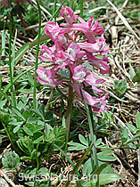 Foto: Festknolliger Lerchensporn (Corydalis solida)