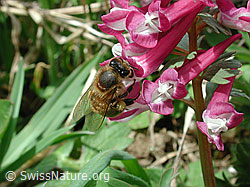 Westliche Honigbiene (Apis mellifera) auf Schwarzdorn (Prunus spinosa)