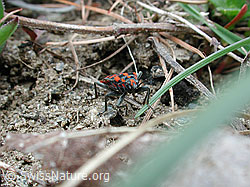 Photo: Bodenwanze (Spilostethus saxatilis)