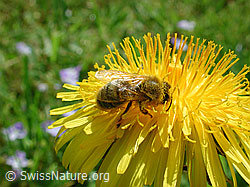 Westliche Honigbiene (Apis mellifera) auf Schwarzdorn (Prunus spinosa)