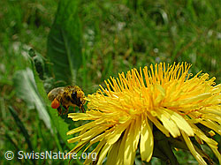 Fliegende Biene (DSCN3165)