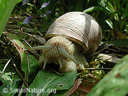 Weinbergschnecke (Helix pomatia) (DSCN3171) Weinbergschnecke (Helix pomatia) (DSCN3171)