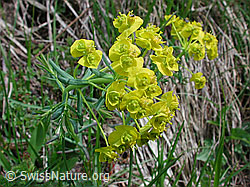 Foto: Zypressen-Wolfsmilch (Euphorbia cyparissias)