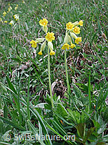 Photo: Wiesenschlüsselblume