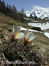 Photo: Frühlingsanemone, Pelzanemone