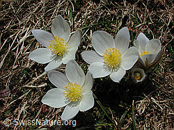 Photo: Pelzanemone, Frühlingsanemone